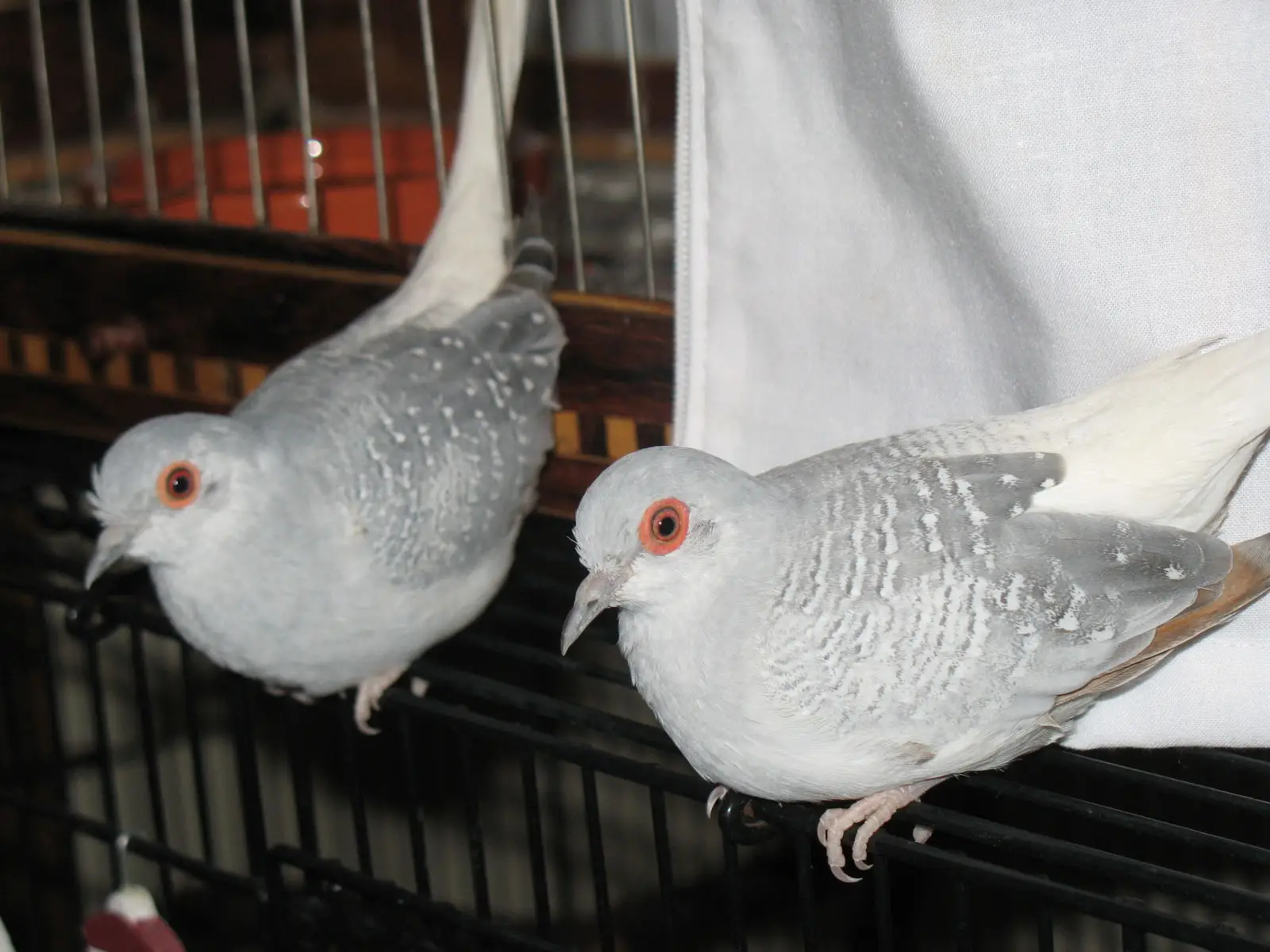 Diamond-Dove 10