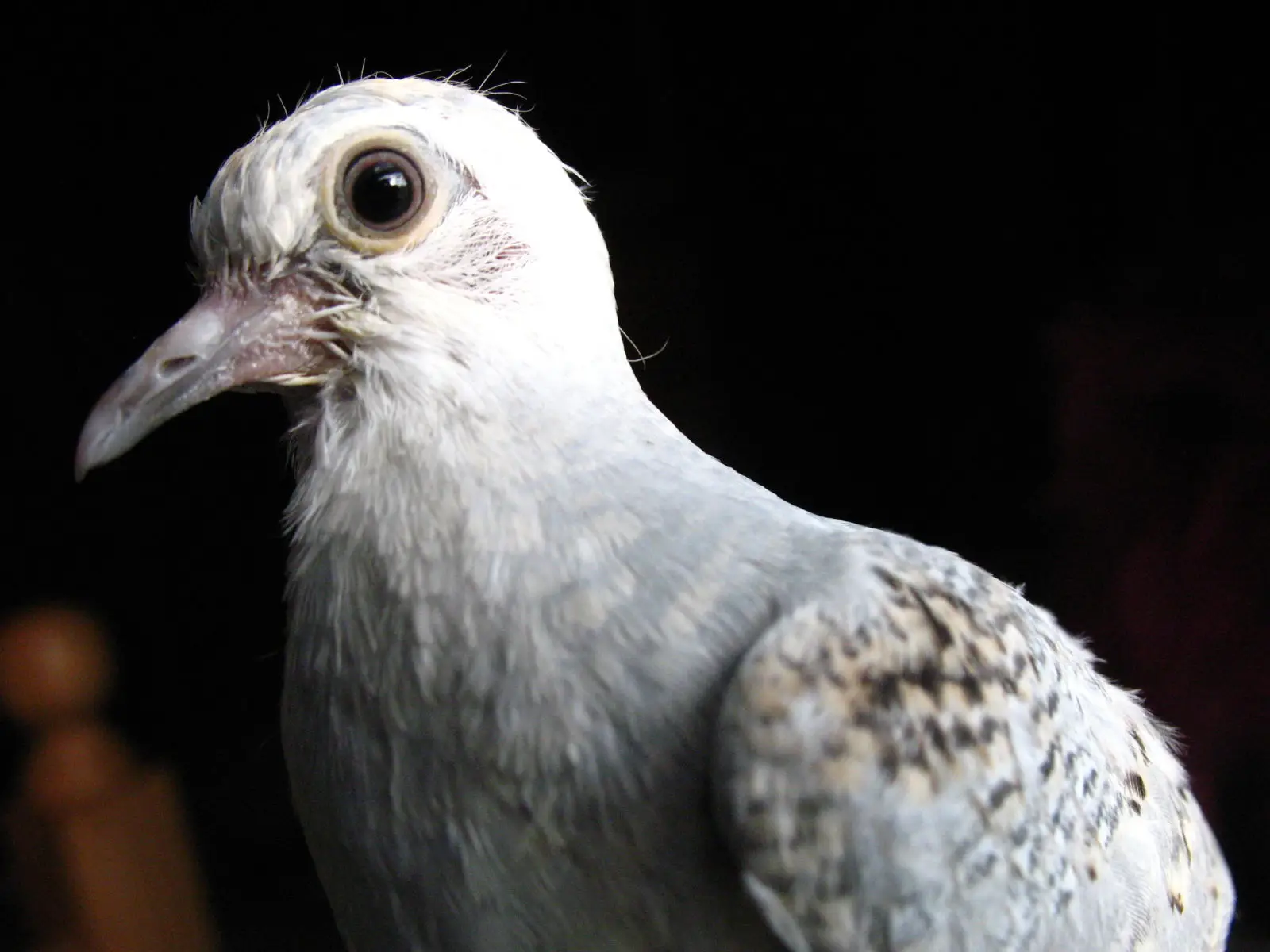 Diamond-Dove 11