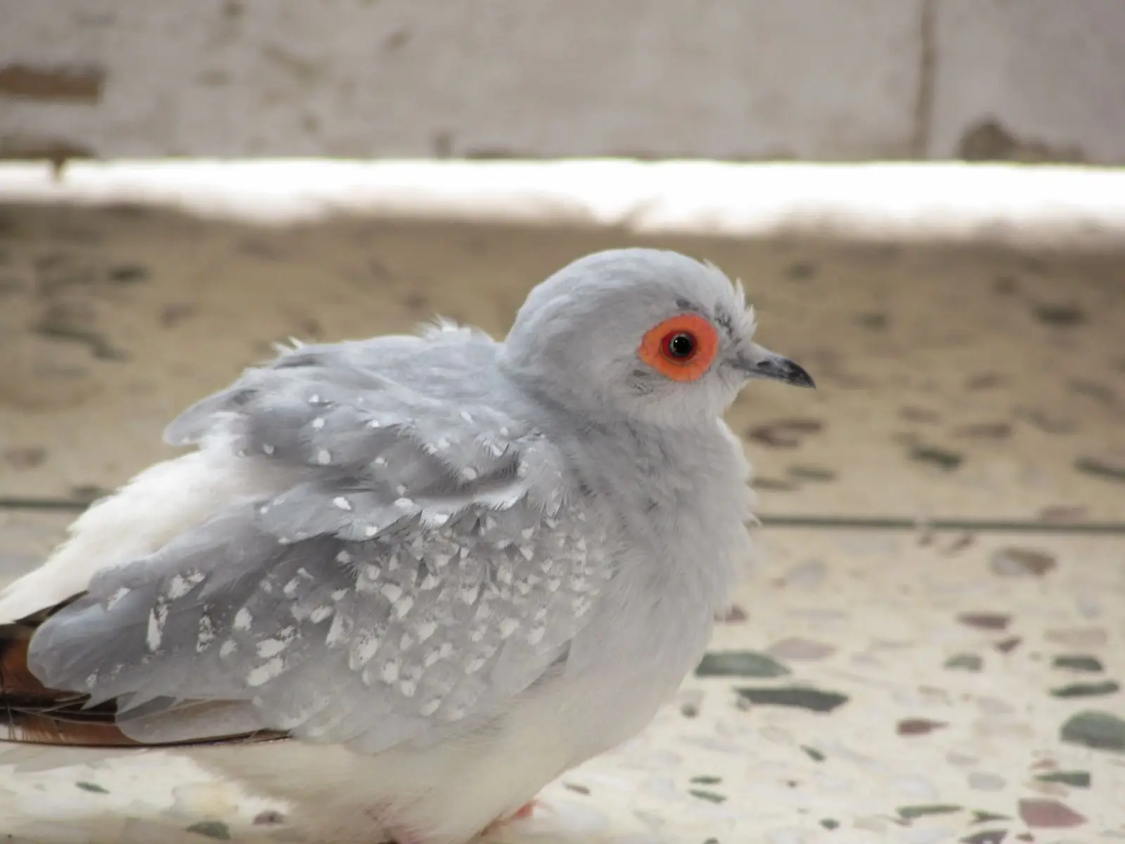 Diamond-Dove 12