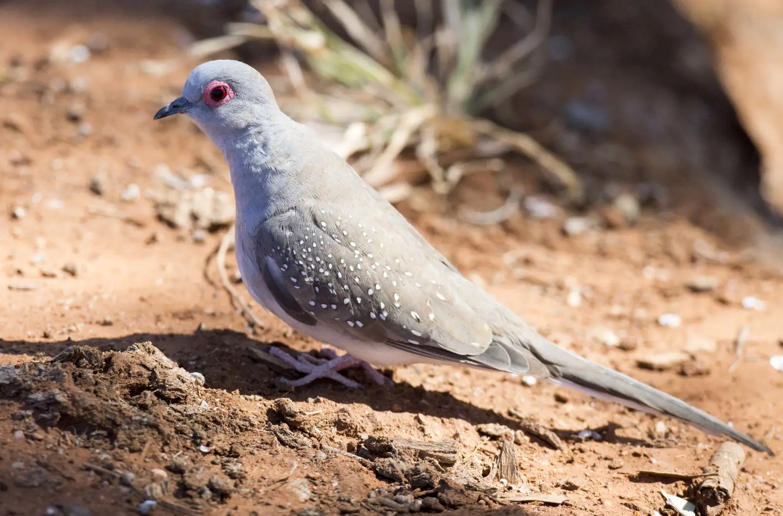 Diamond-Dove 14