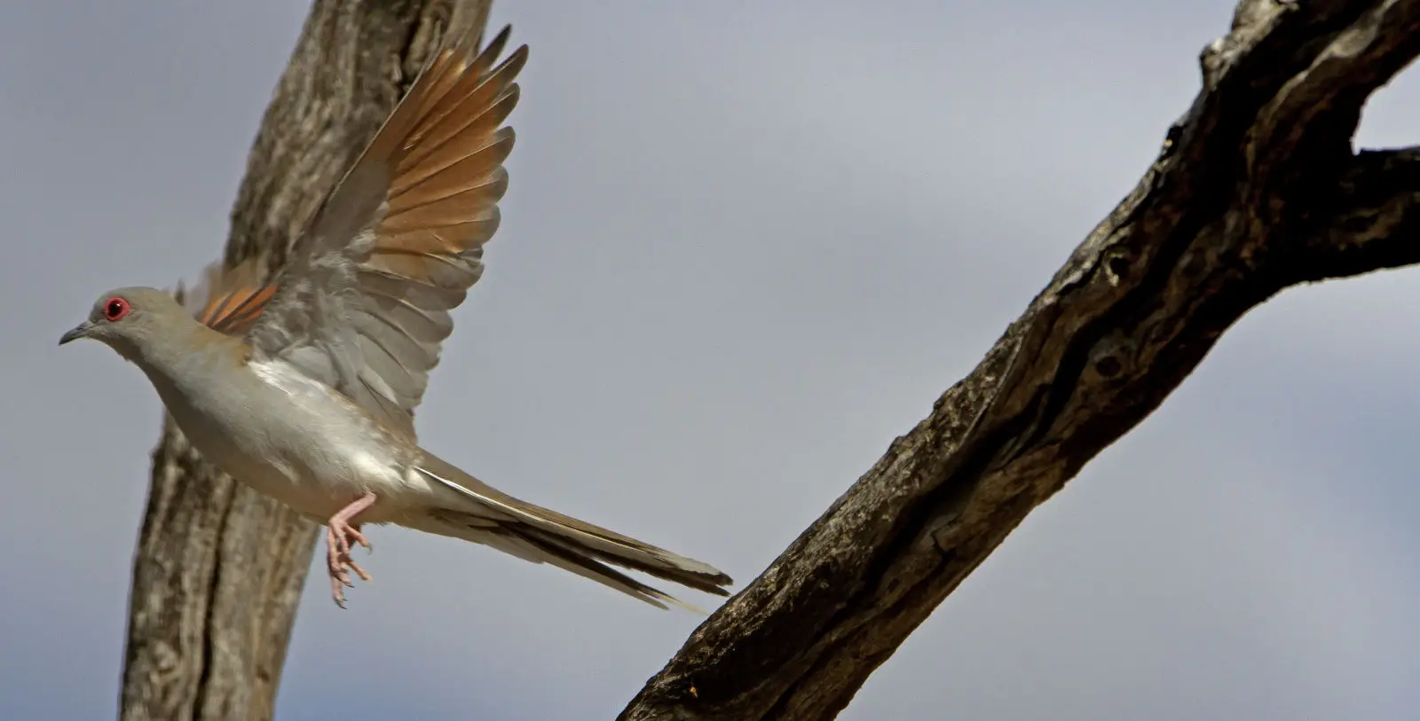 Diamond-Dove 15