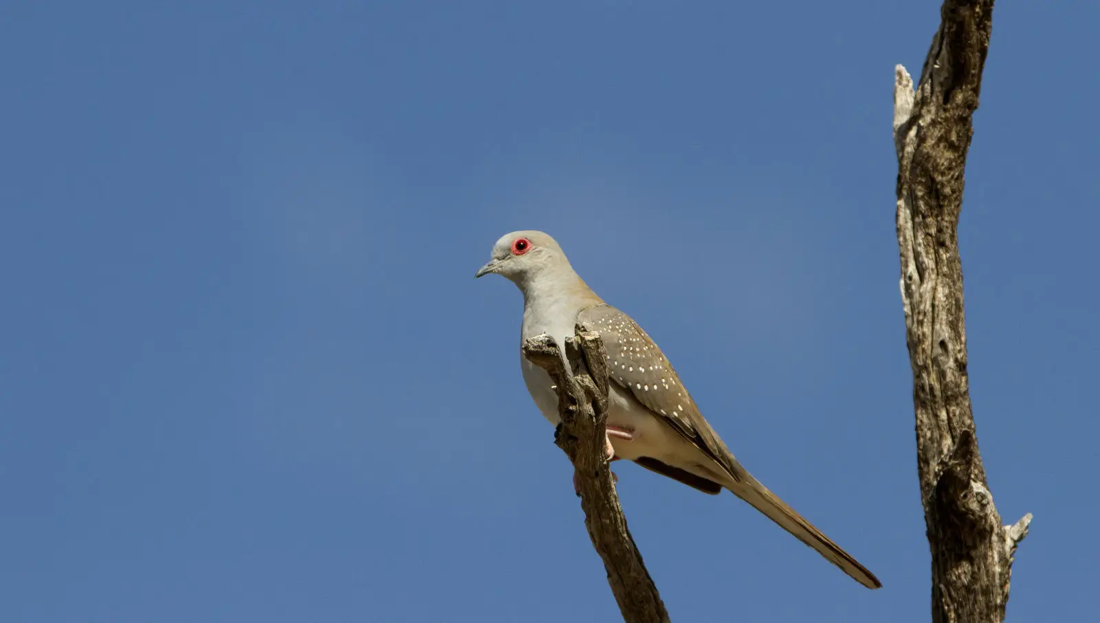 Diamond-Dove 16