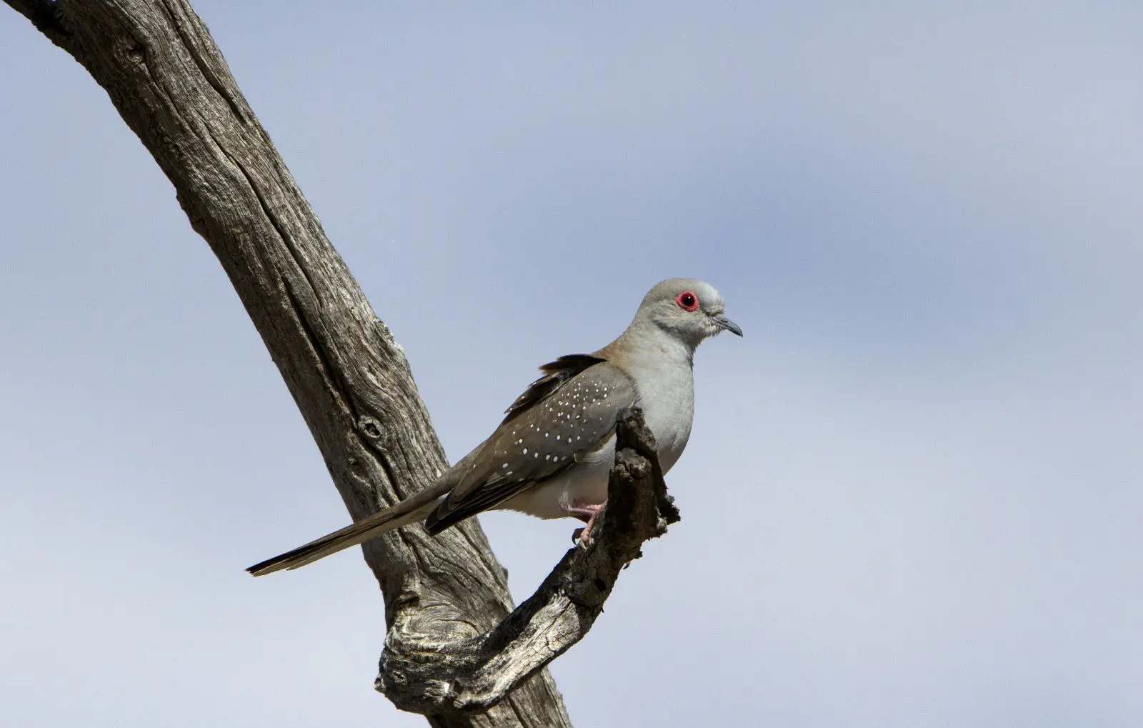 Diamond-Dove 17