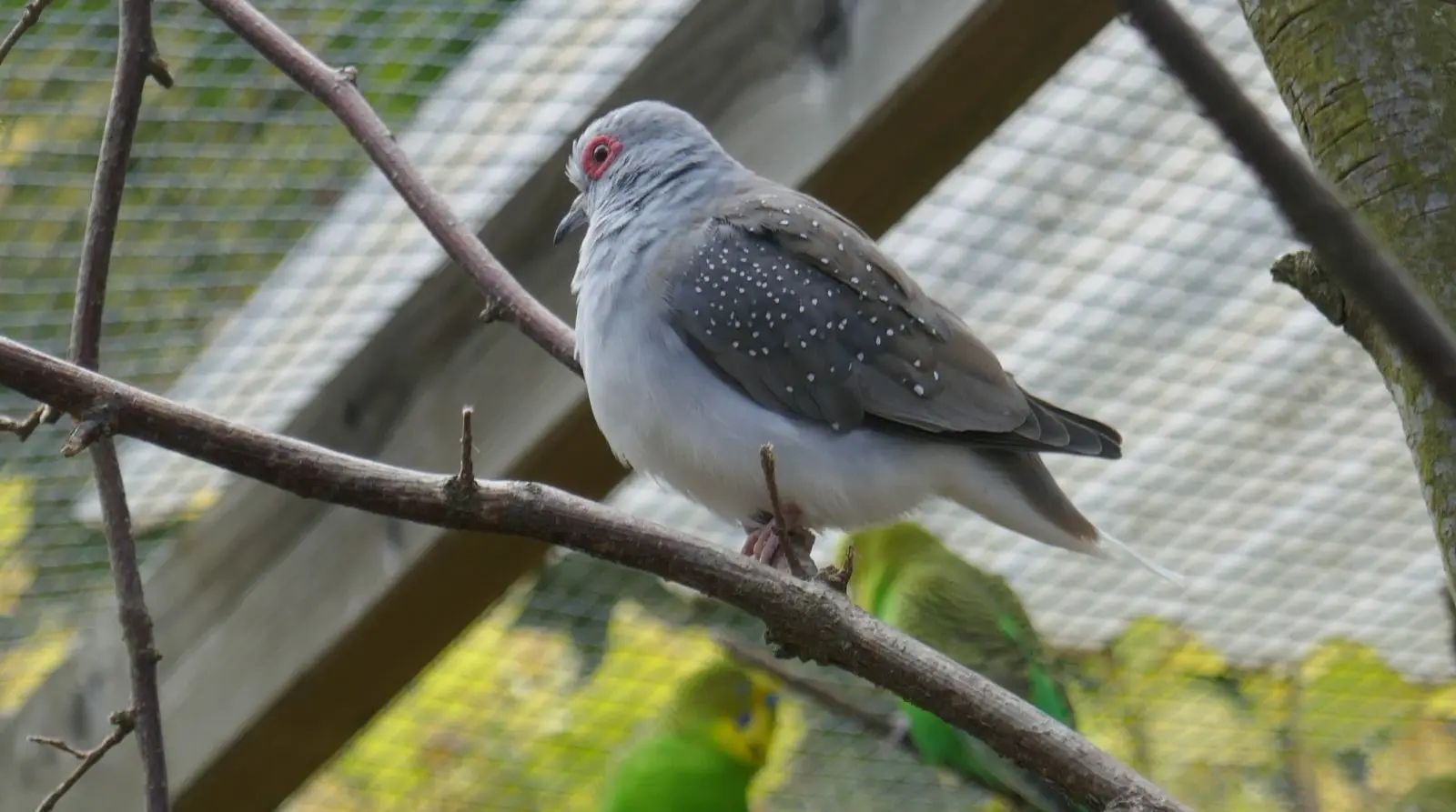 Diamond-Dove 18