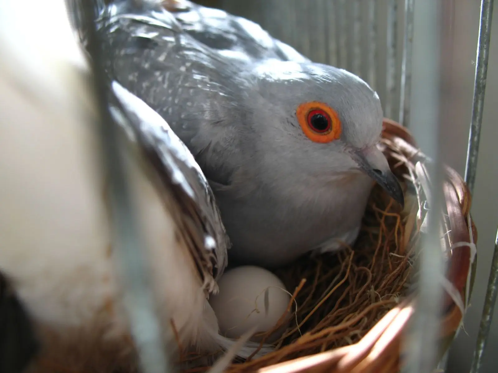 Diamond-Dove 19