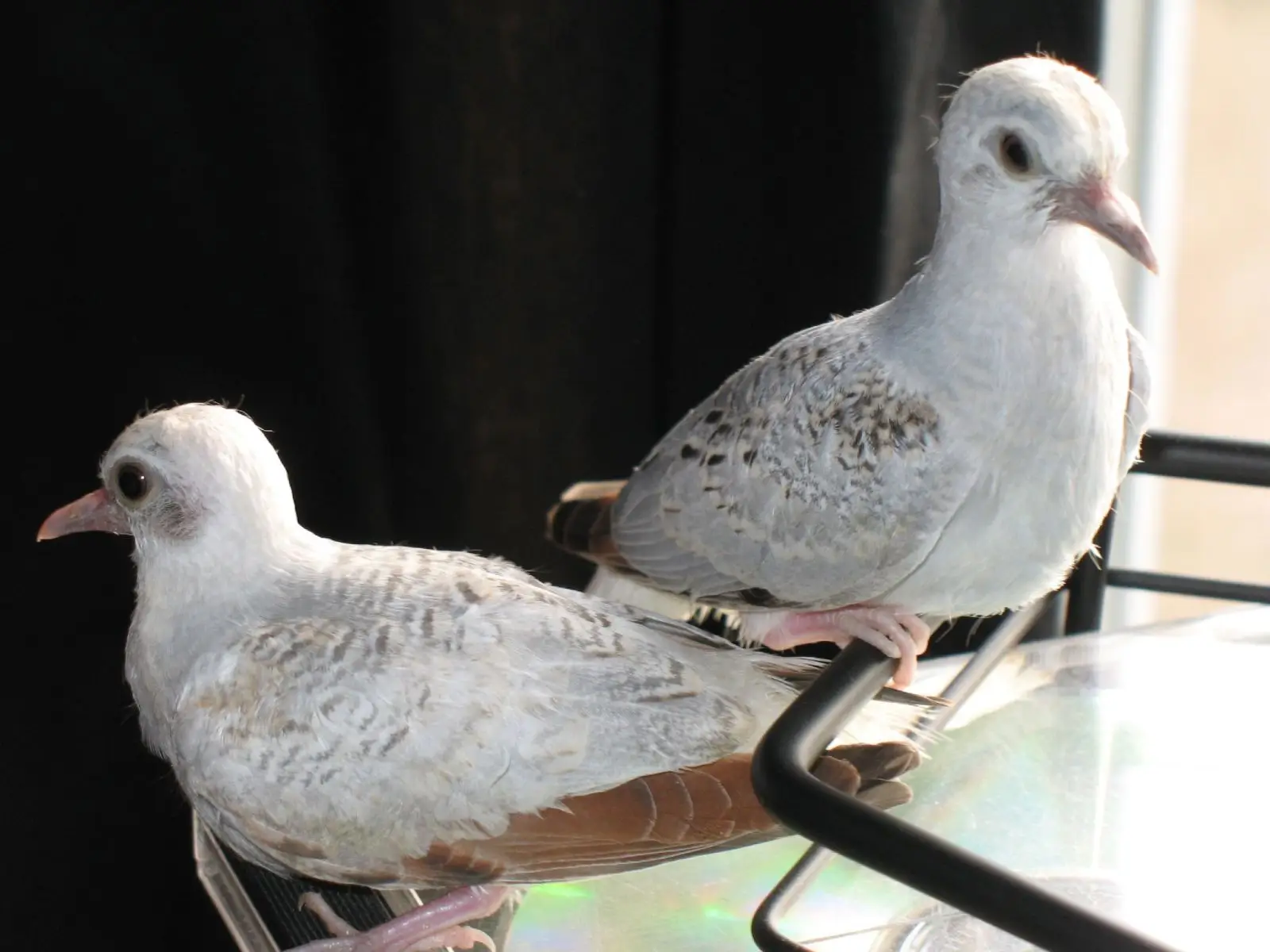 Diamond-Dove 21