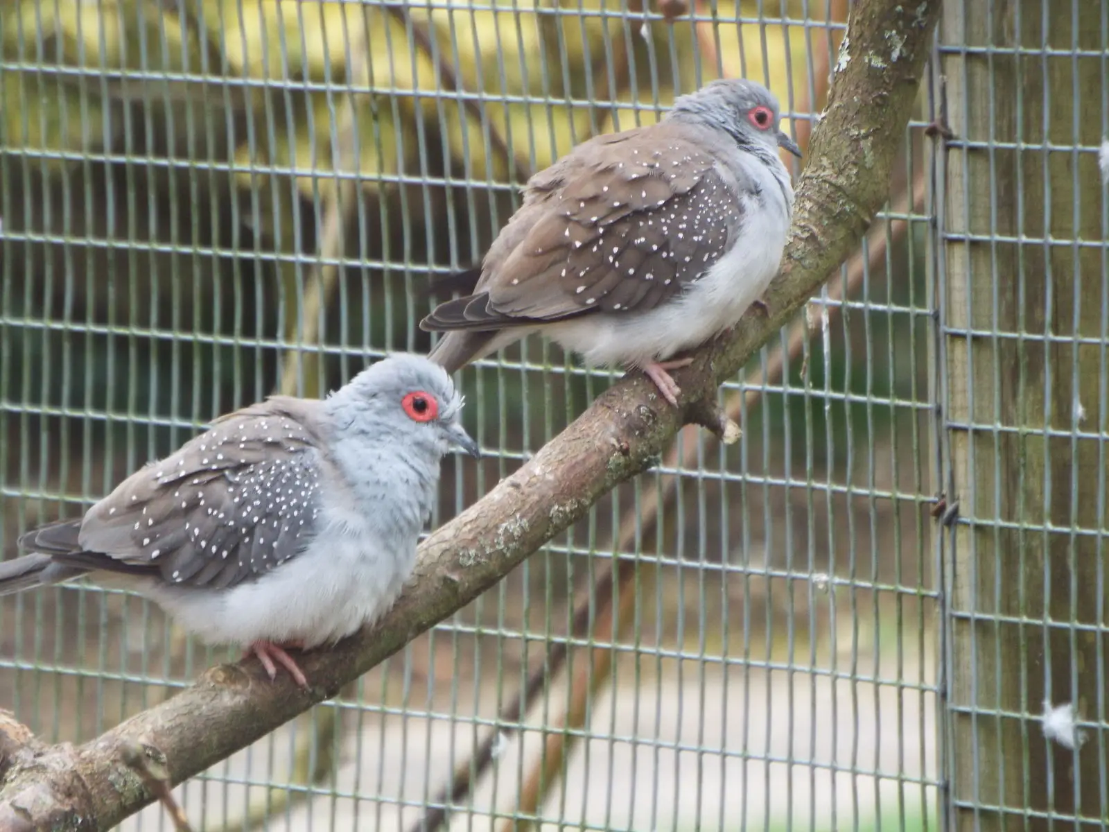 Diamond-Dove 22