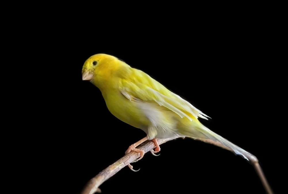 Domestic-Canary 01