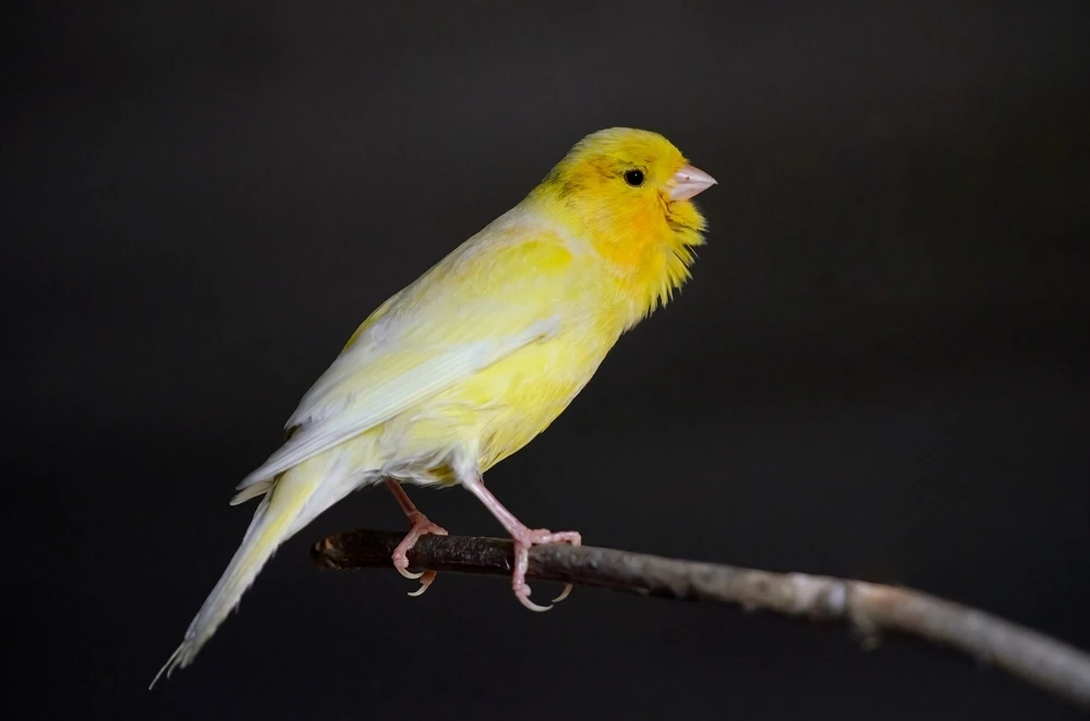 Domestic-Canary 03
