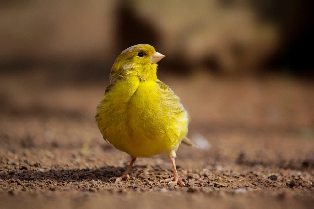 Domestic-Canary 04