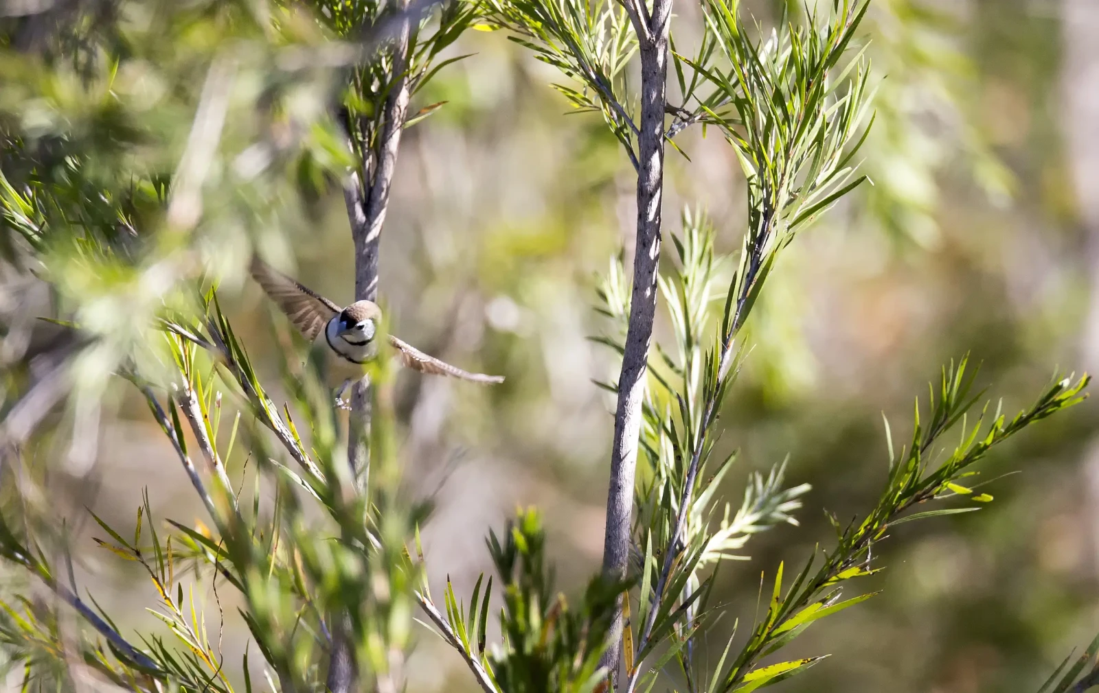 Double-Barred-Finch 02