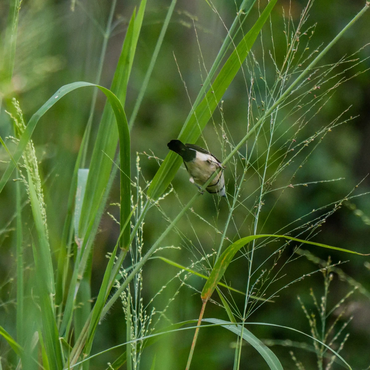 Double-Barred-Finch 03