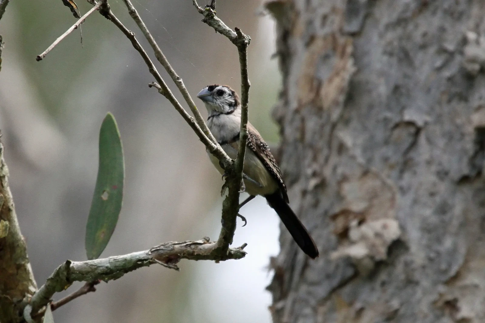 Double-Barred-Finch 04