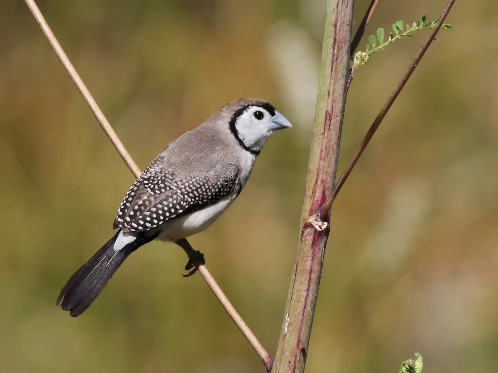 Double-Barred-Finch 05