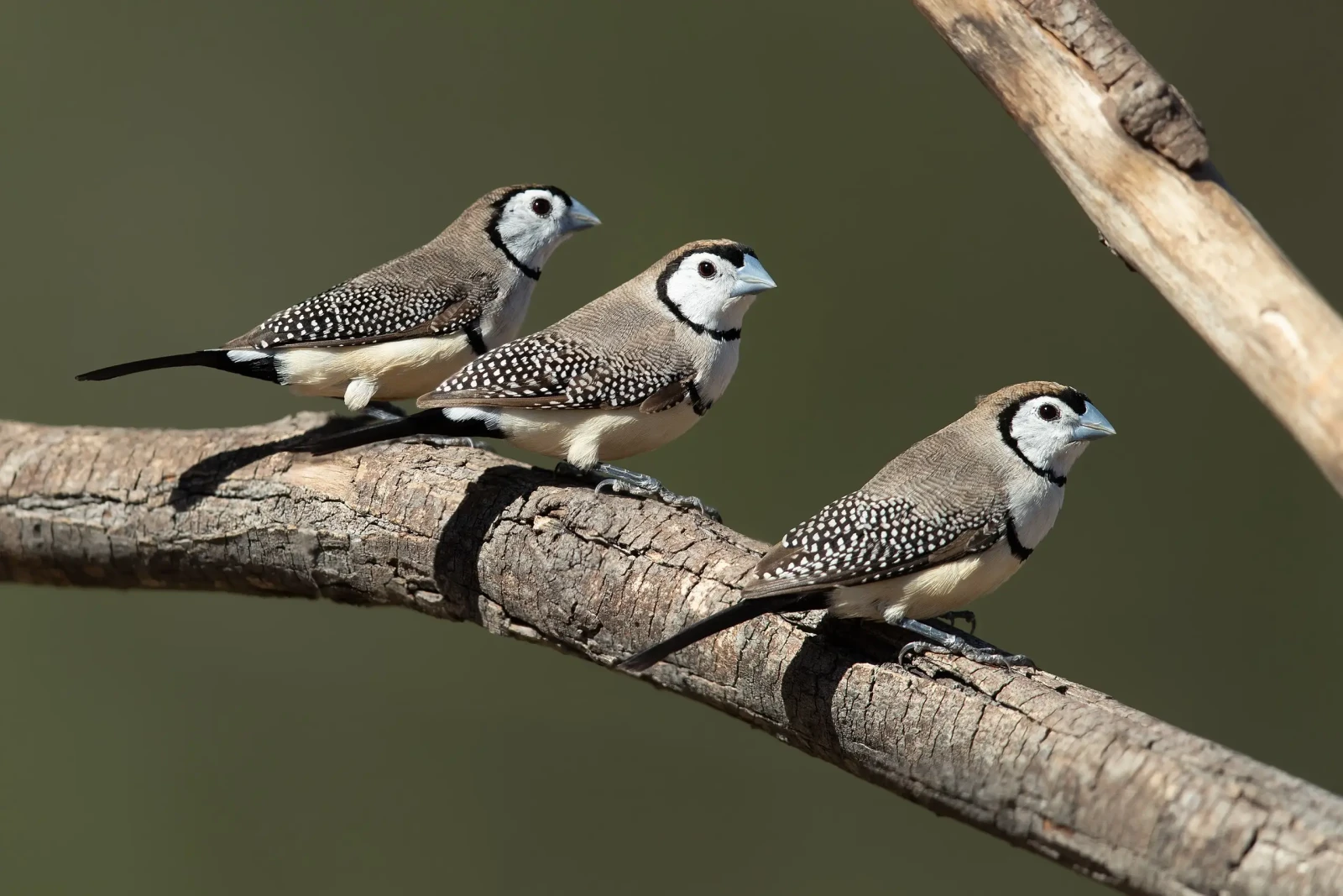 Double-Barred-Finch 06