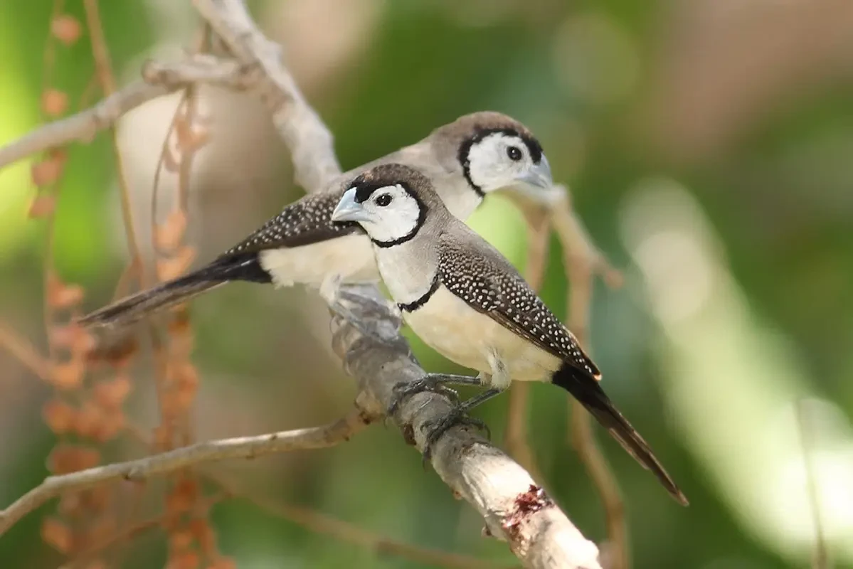 Double-Barred-Finch 07