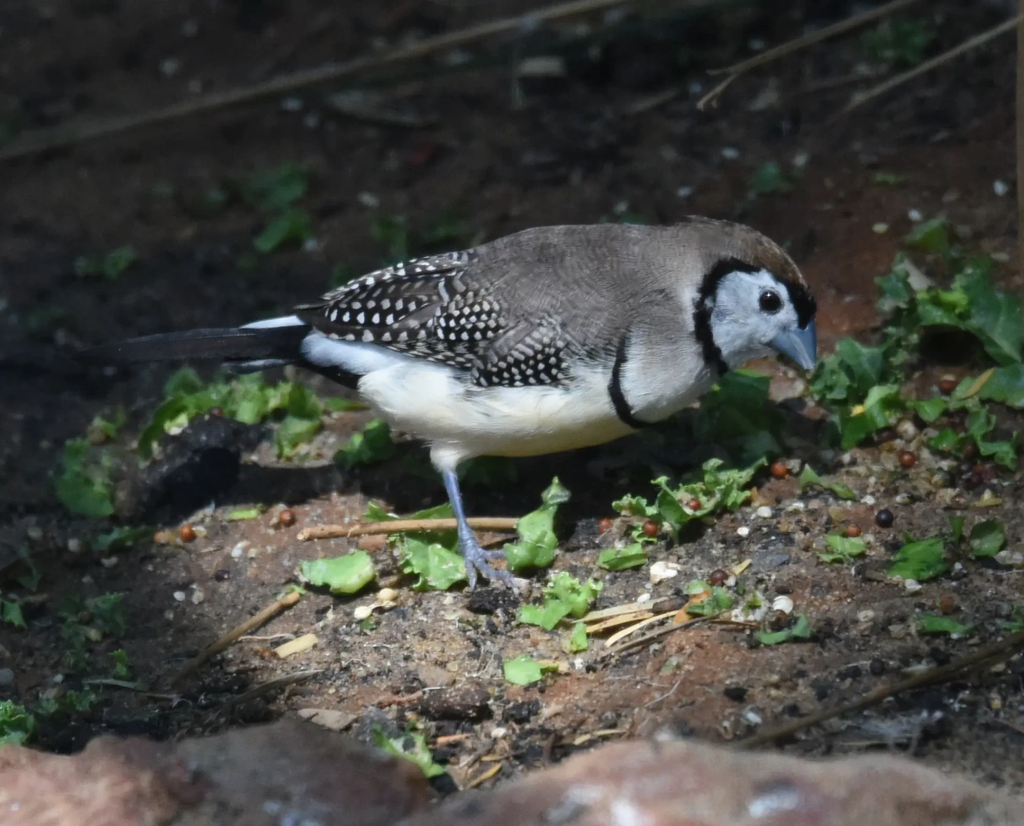 Double-Barred-Finch 08