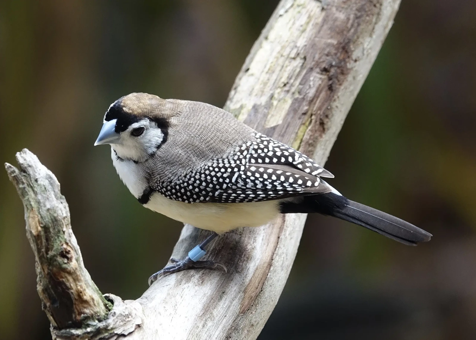 Double-Barred-Finch 09