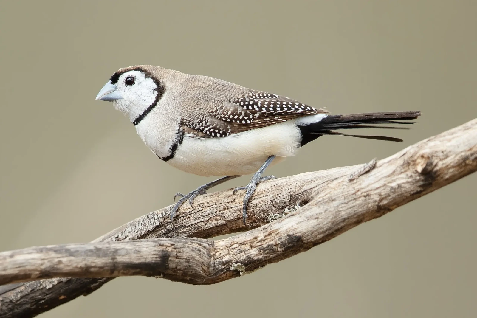 Double-Barred-Finch 10