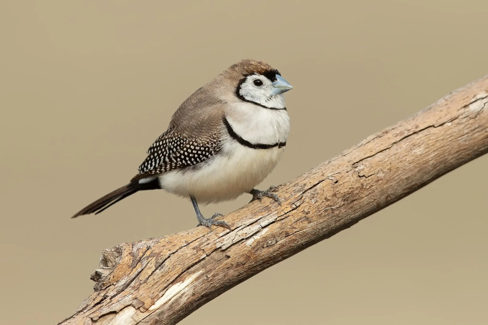 Double-Barred-Finch 11
