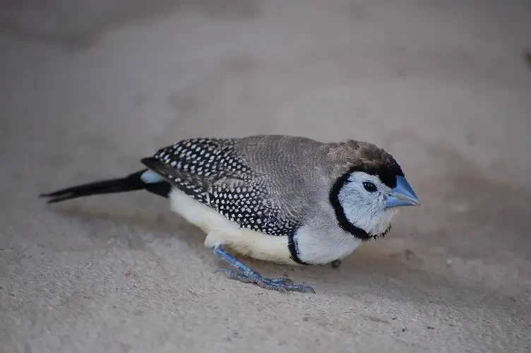 Double-Barred-Finch 12