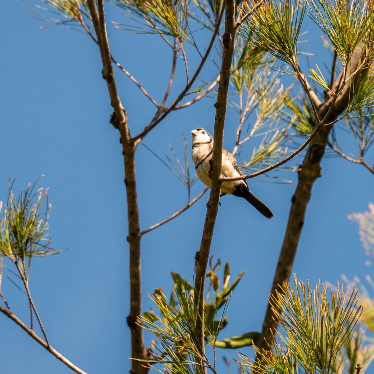 Double-Barred-Finch 13