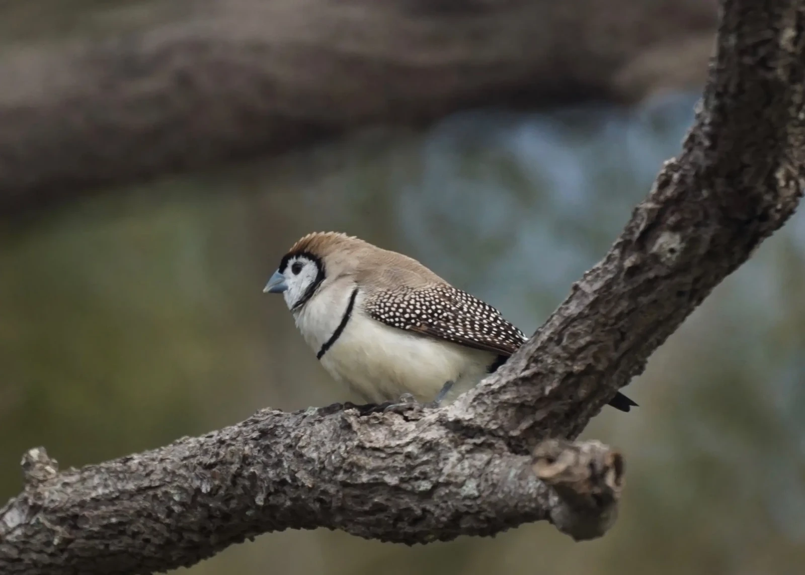 Double-Barred-Finch 14