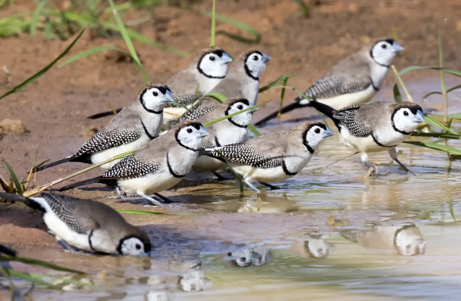 Double-Barred-Finch 15