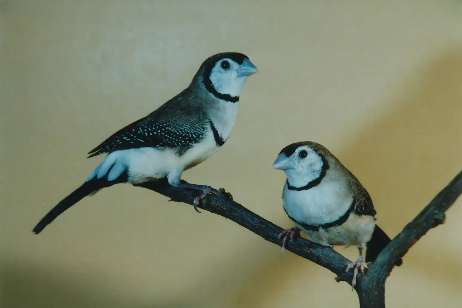 Double-Barred-Finch 16