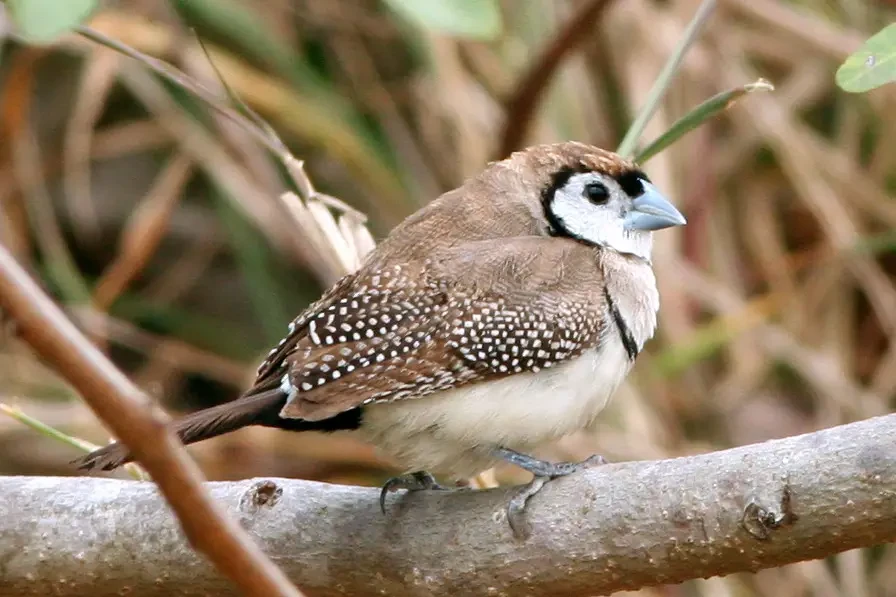 Double-Barred-Finch 17