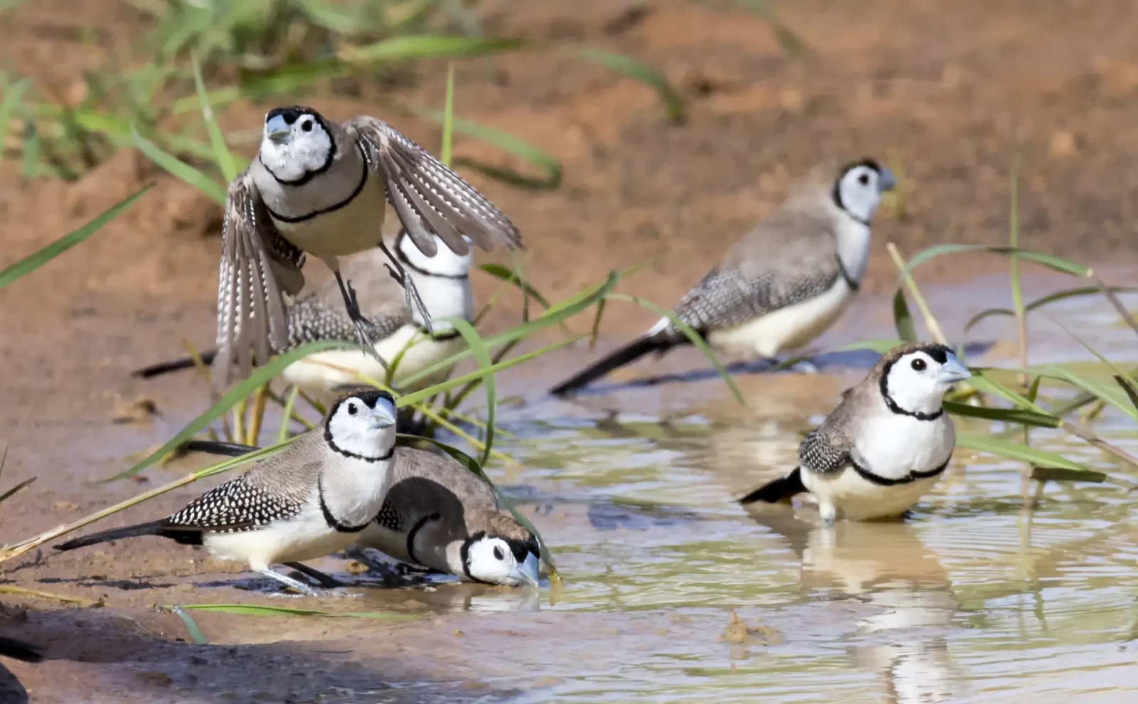 Double-Barred-Finch 18