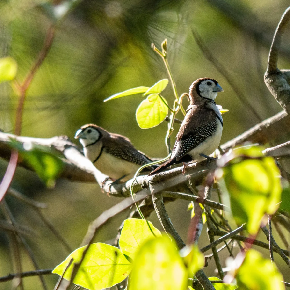 Double-Barred-Finch 19