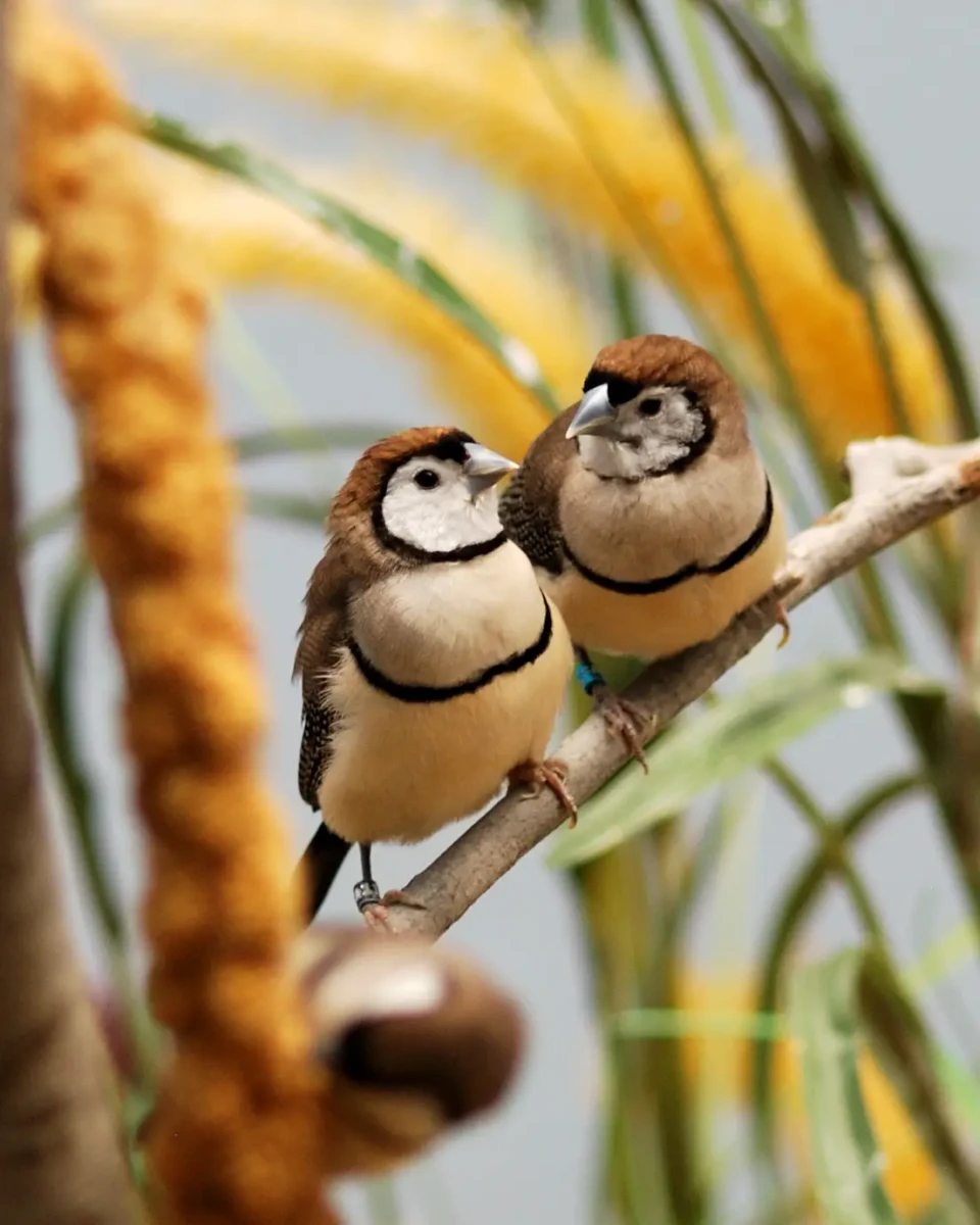 Double-Barred-Finch 20