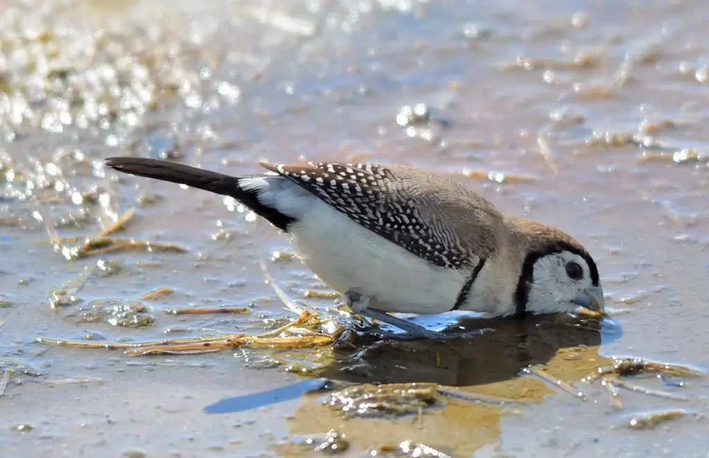 Double-Barred-Finch 21