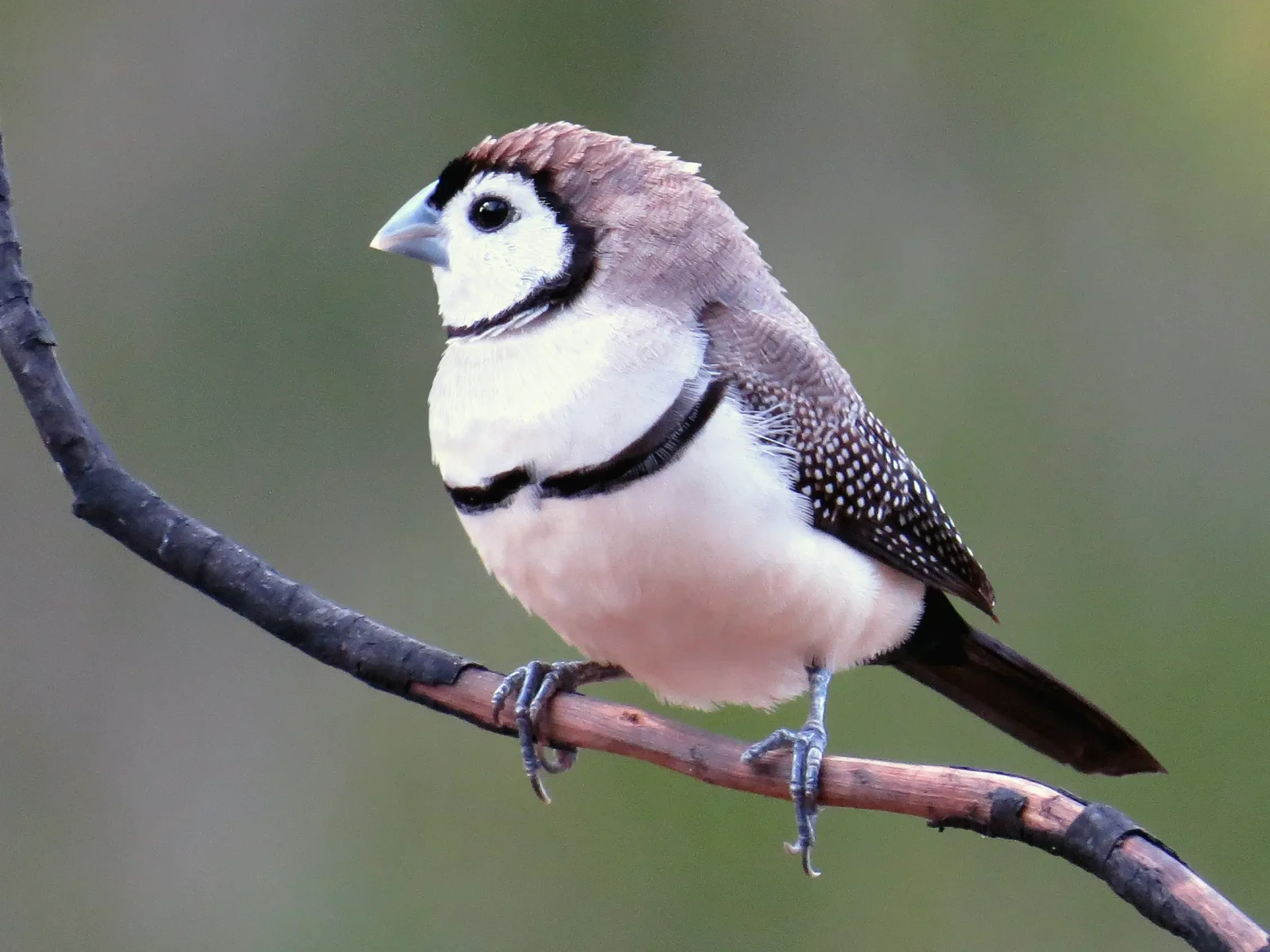 Double-Barred-Finch 22