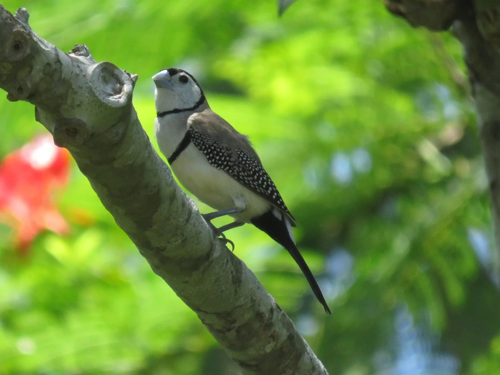 Double-Barred-Finch 23
