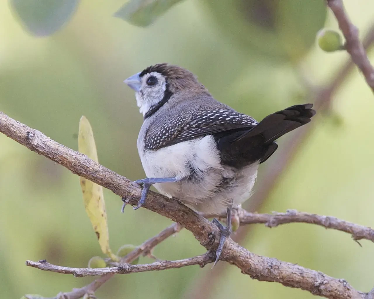 Double-Barred-Finch 24