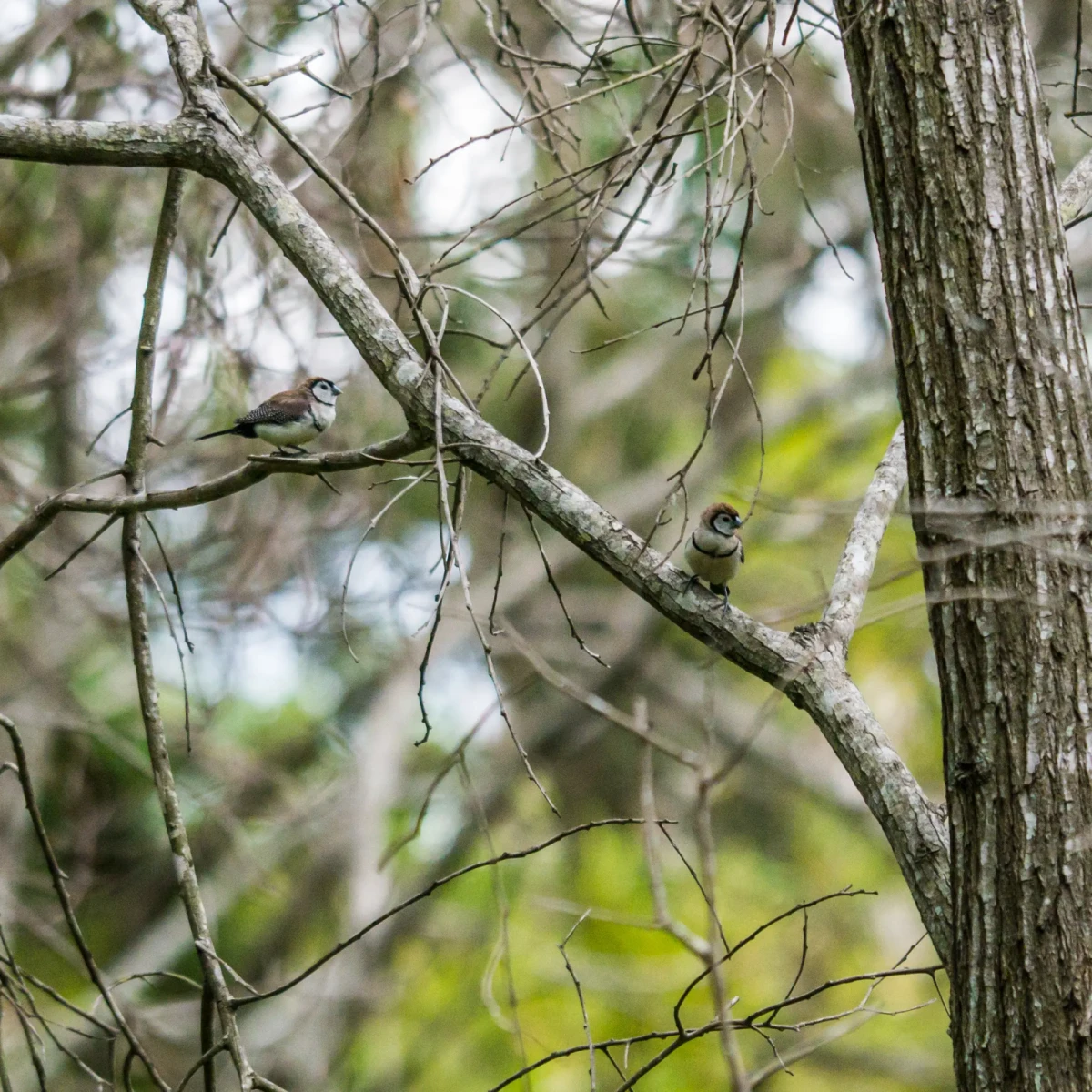 Double-Barred-Finch 25