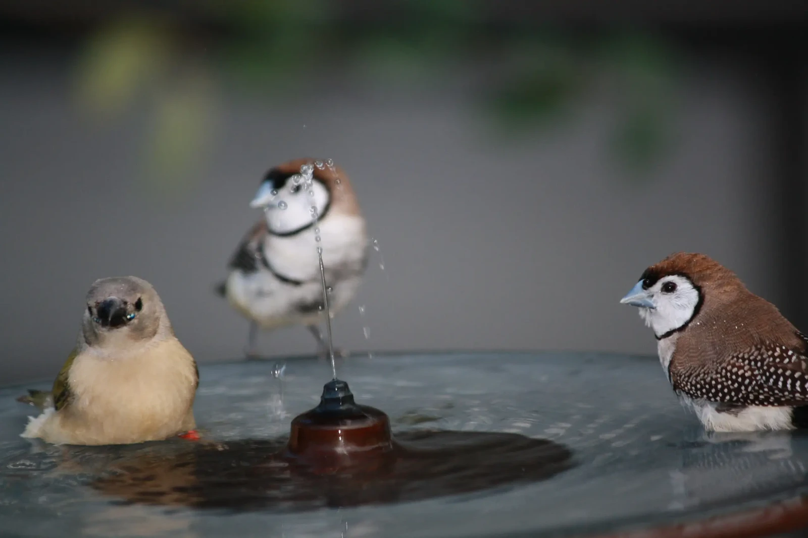 Double-Barred-Finch 26