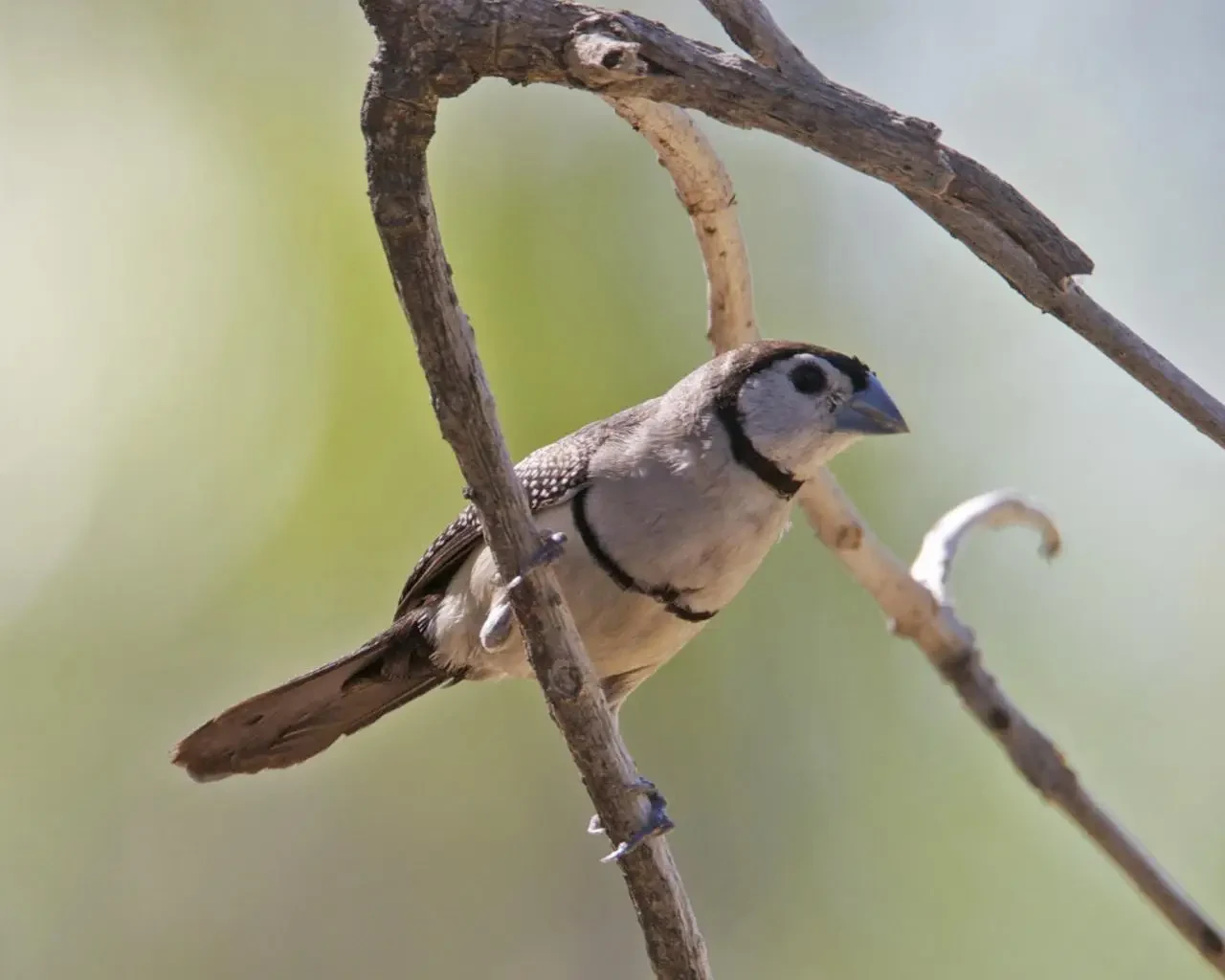 Double-Barred-Finch 27