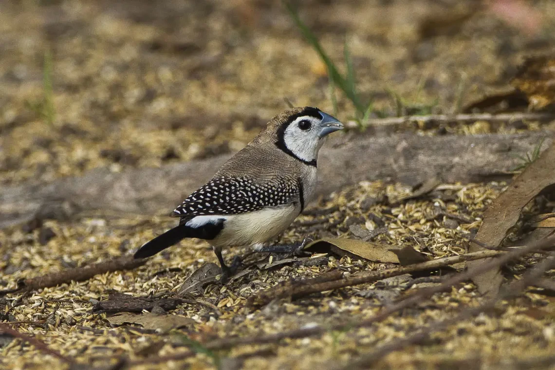 Double-Barred-Finch 28