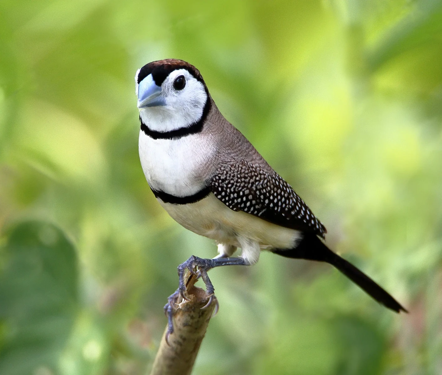 Double-Barred-Finch 29