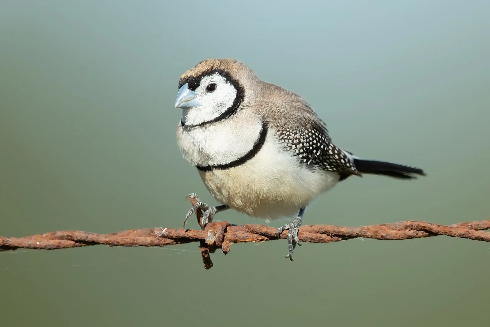 Double-Barred-Finch 30