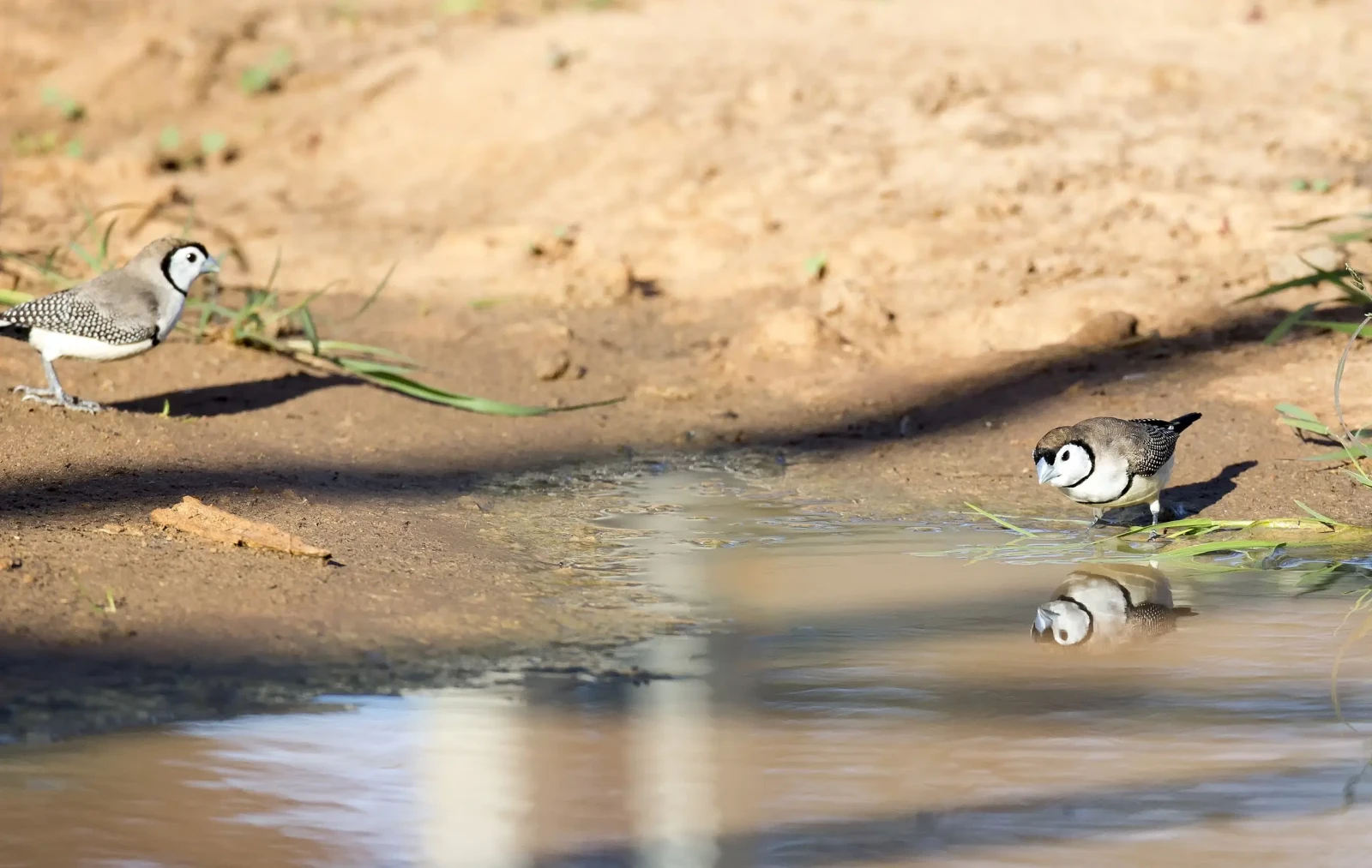 Double-Barred-Finch 31