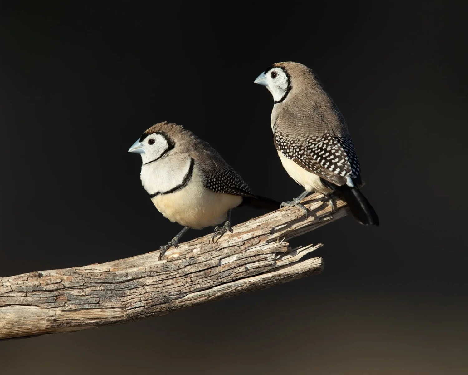 Double-Barred-Finch 32