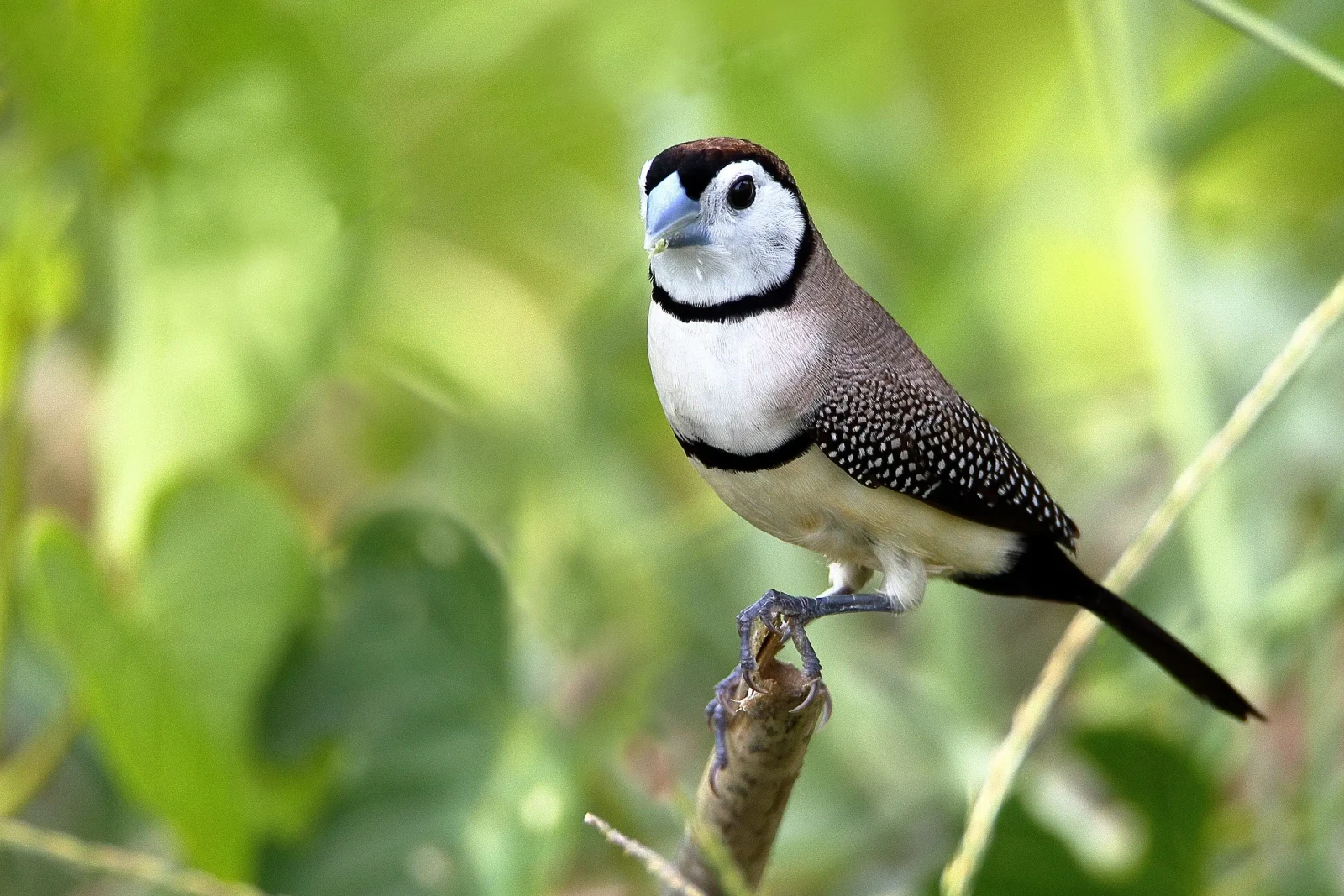 Double-Barred-Finch 33