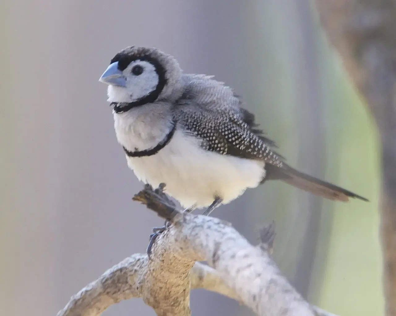 Double-Barred-Finch 34