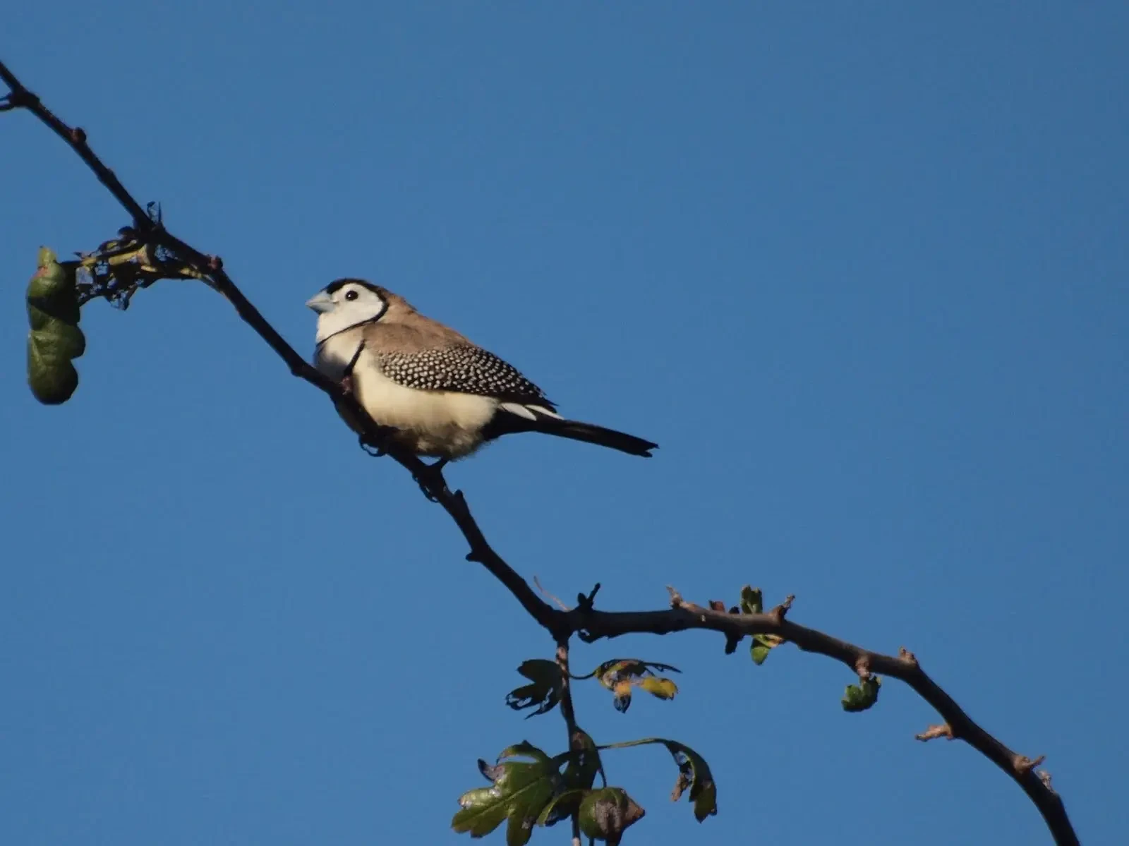 Double-Barred-Finch 35