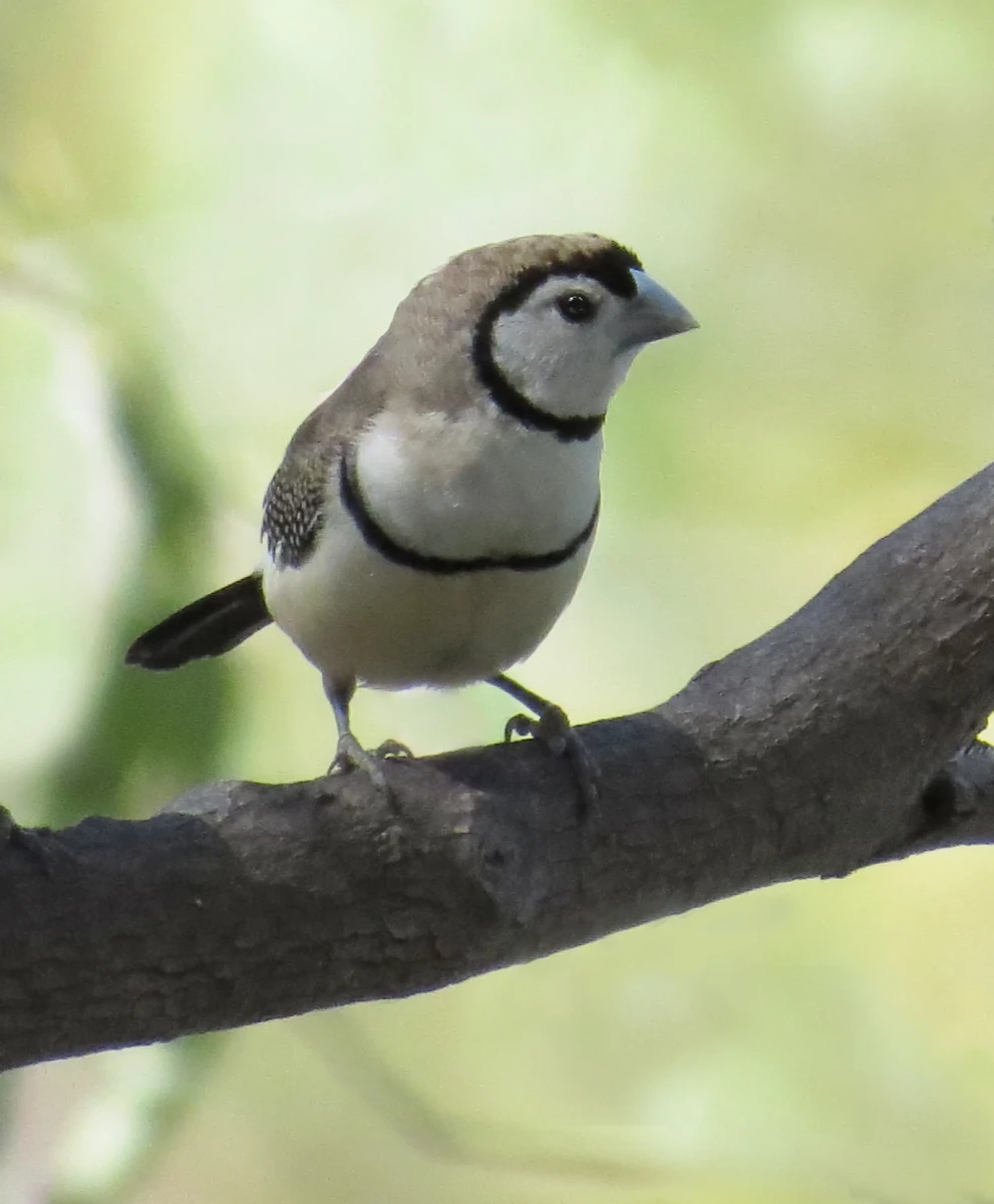 Double-Barred-Finch 36