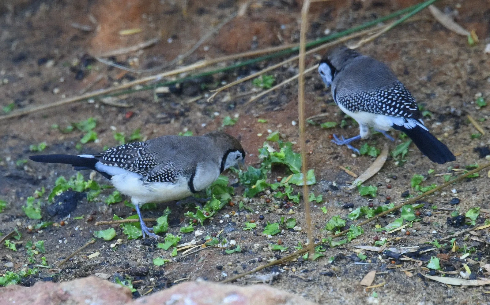 Double-Barred-Finch 37